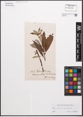 Foto von Salix caprea L. x Salix purpurea L.